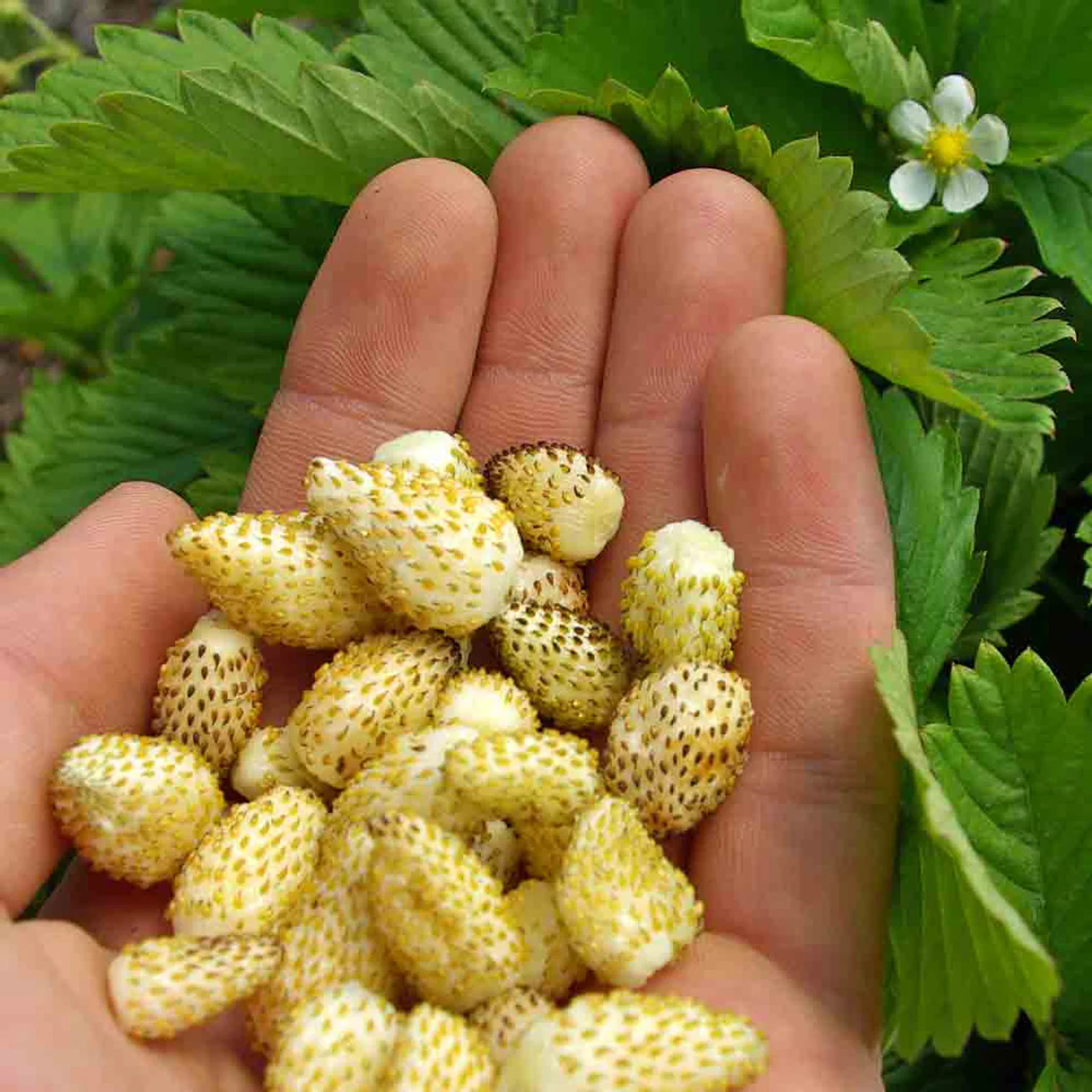 Yellow Wonder Strawberry Seeds - Image 5