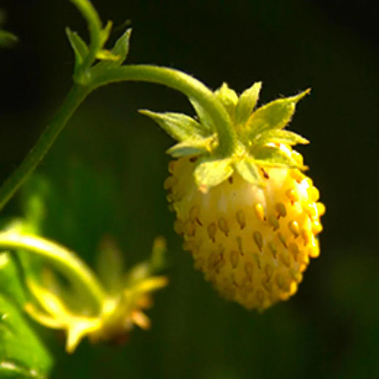 Yellow Wonder Strawberry Seeds - Image 6