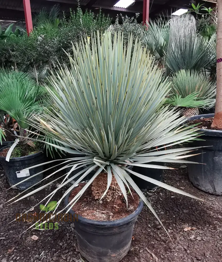 Yucca Rigida Seeds for Planting - Premium Quality, Easy to Grow, Lengthy and Striking Landscape Accent