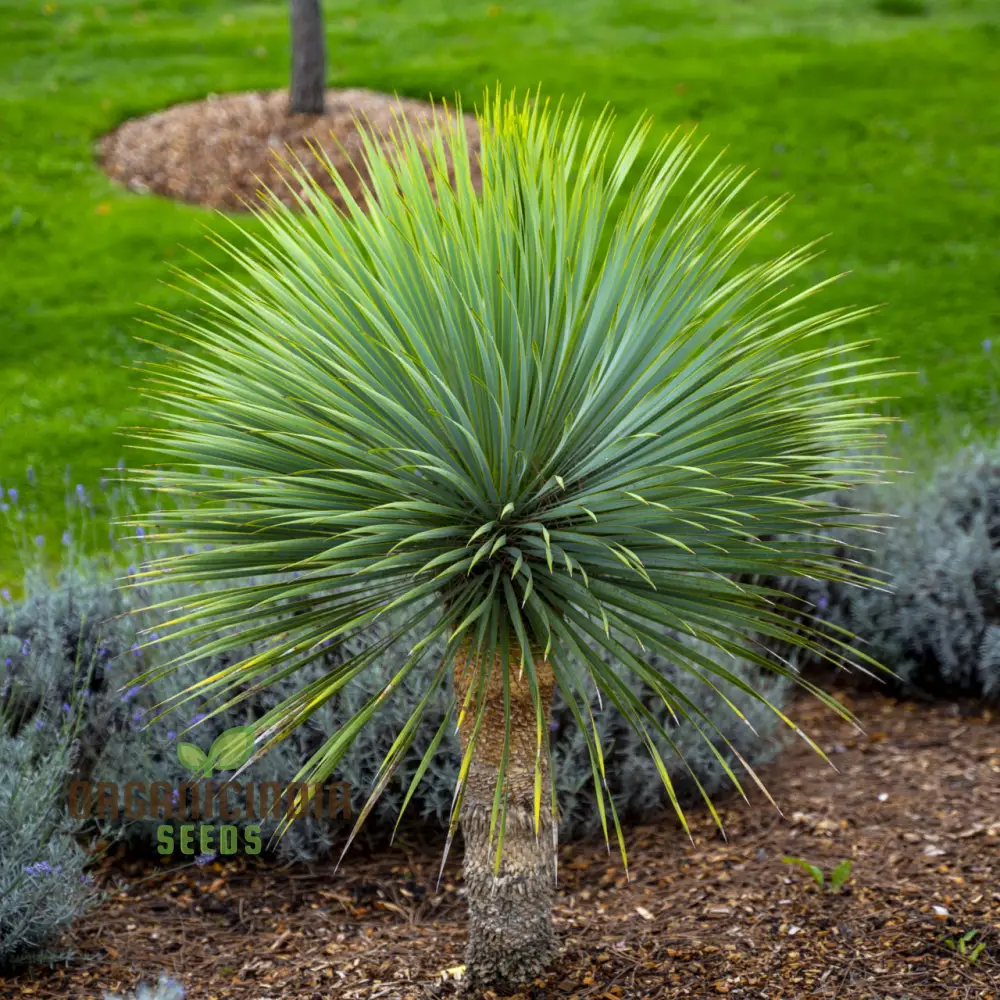 Yucca Rostrata Seeds - Exotic Planting Variety for Stunning Landscapes and Gardens