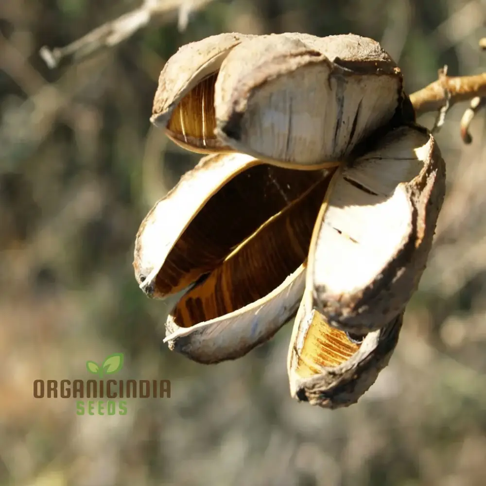 Yucca Tree Seeds, Cultivate Majestic Beauty in Your Garden with These Exquisite Planting and Gardening Essentials