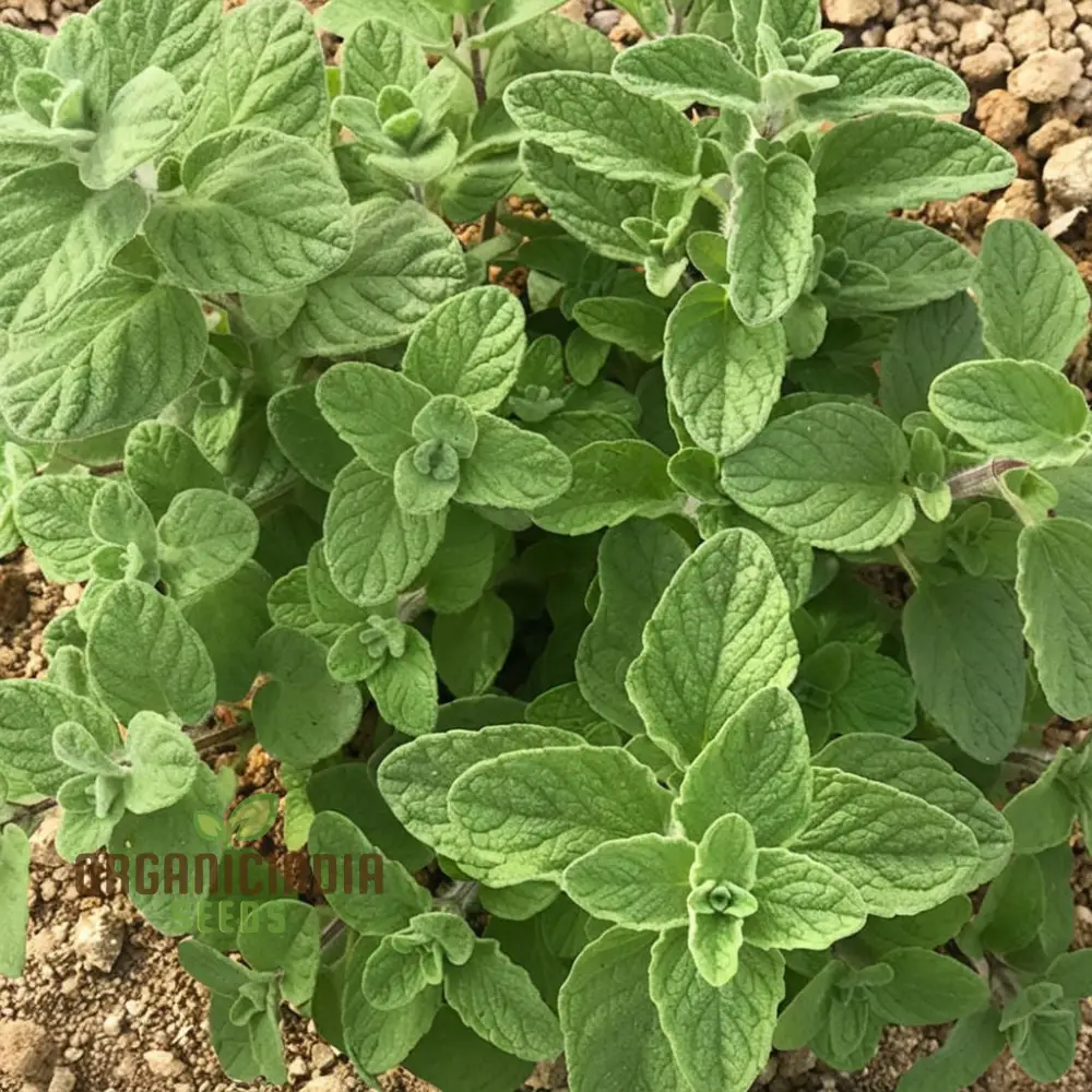 Zaatar Herb Seeds – Aromatic Mediterranean Blend for Culinary Use