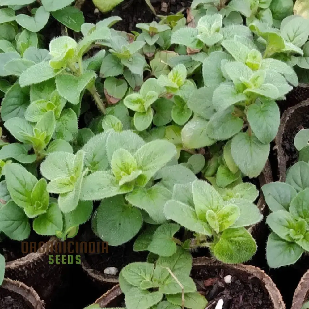 Zaatar Herb Seeds – Aromatic Mediterranean Blend for Culinary Use - Image 3