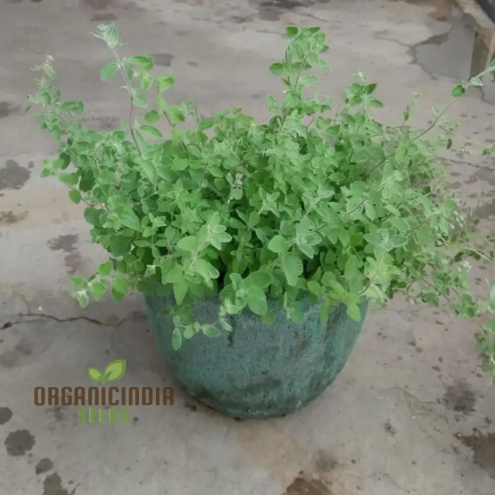 Zaatar Herb Seeds – Aromatic Mediterranean Blend for Culinary Use - Image 4