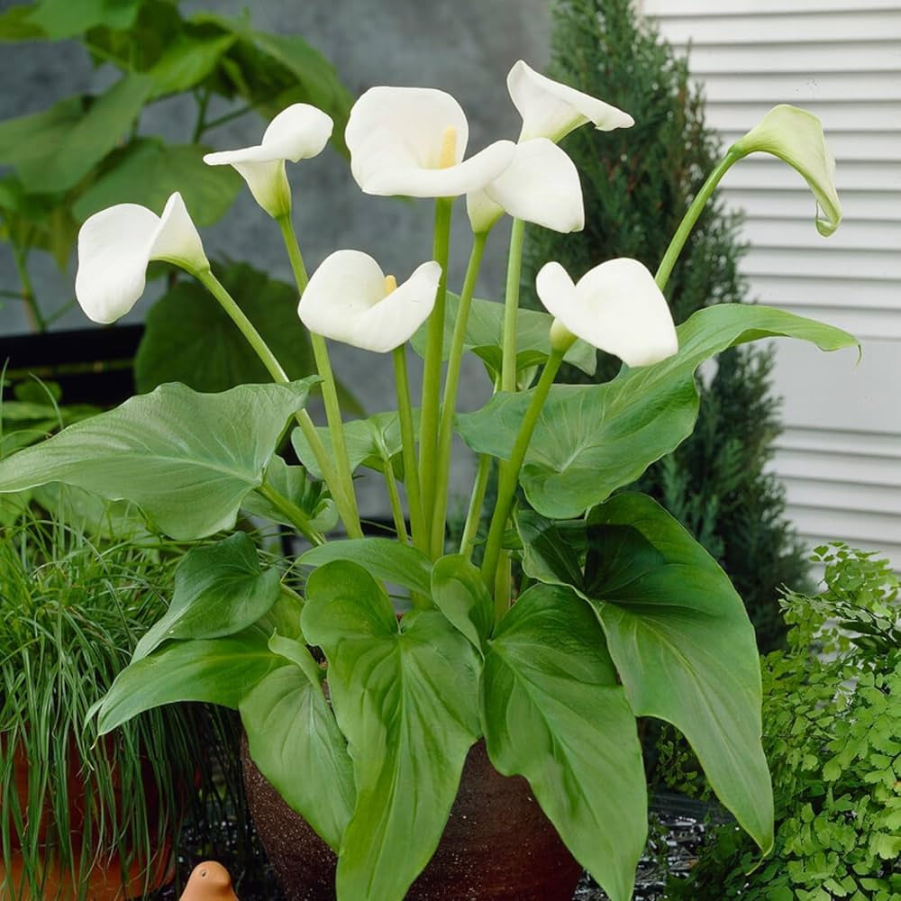 Zantedeschia Seeds (Zantedeschia Aethiopica Seeds) - Elegant White Blooms for Garden Planting - Image 5