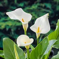 Zantedeschia Seeds (Zantedeschia Aethiopica Seeds) - Elegant White Blooms for Garden Planting - Image 6
