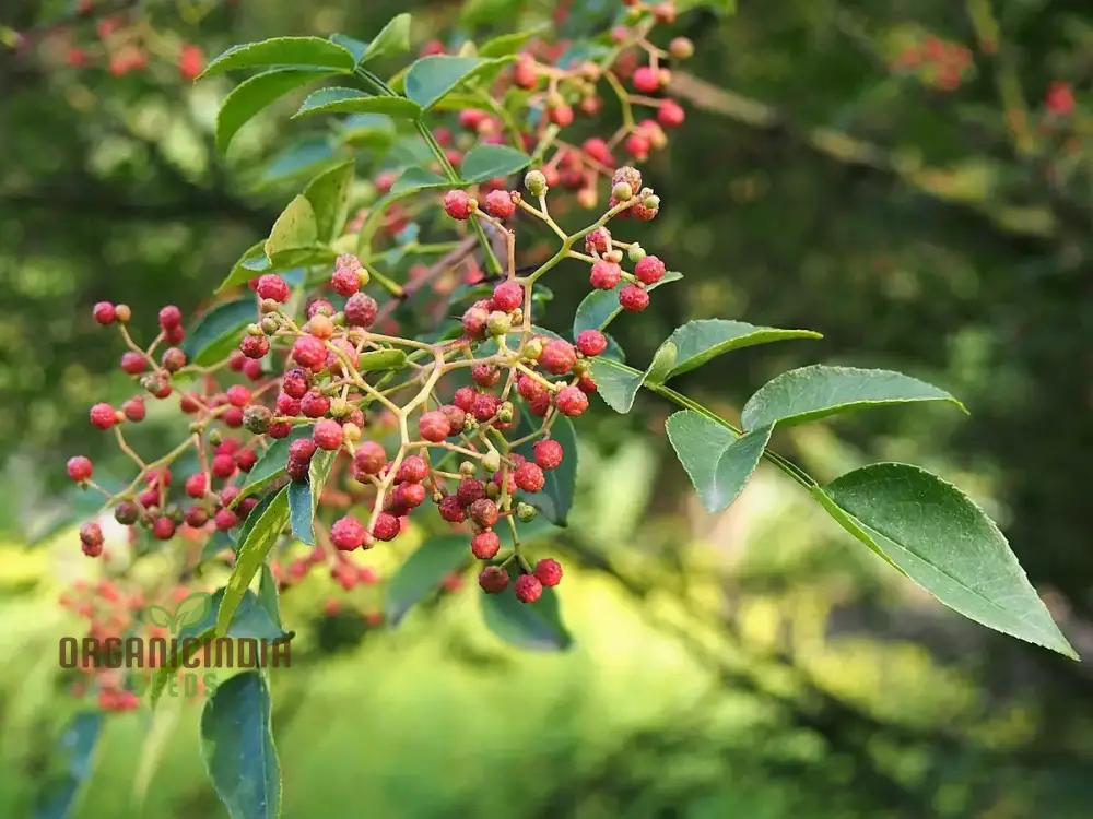 Zanthoxylum Simulans Seeds for Planting - Organic Gardening Essential