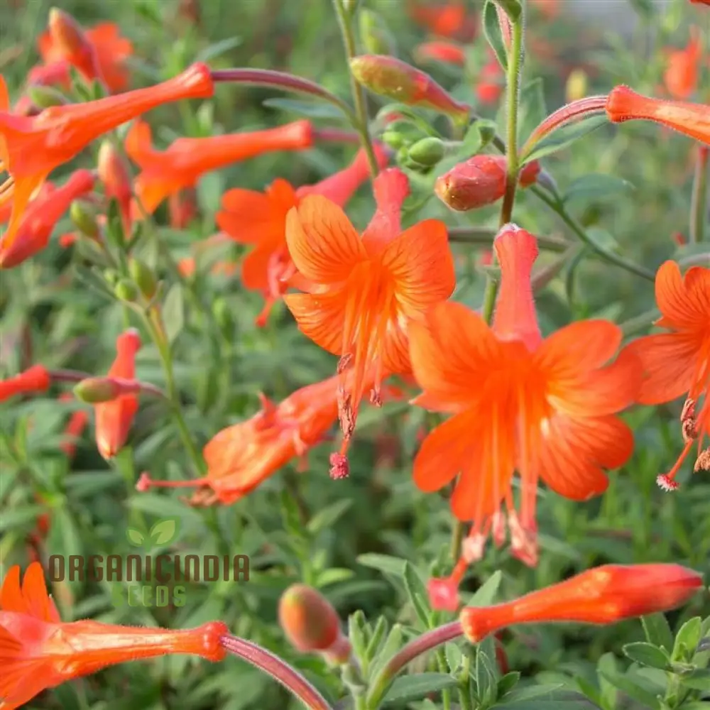 Zauschneria Californica Glasnevin Seeds - Vibrant Red Flowers for Your Garden"