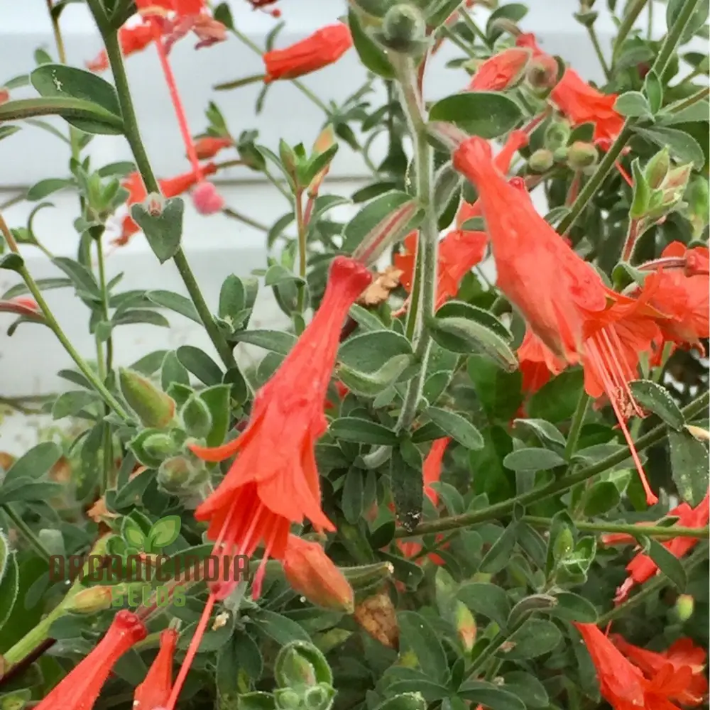 Zauschneria Californica Glasnevin Seeds - Vibrant Red Flowers for Your Garden" - Image 3
