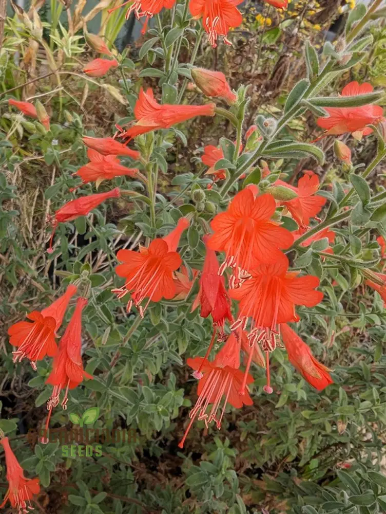 Zauschneria Californica Glasnevin Seeds - Vibrant Red Flowers for Your Garden" - Image 4