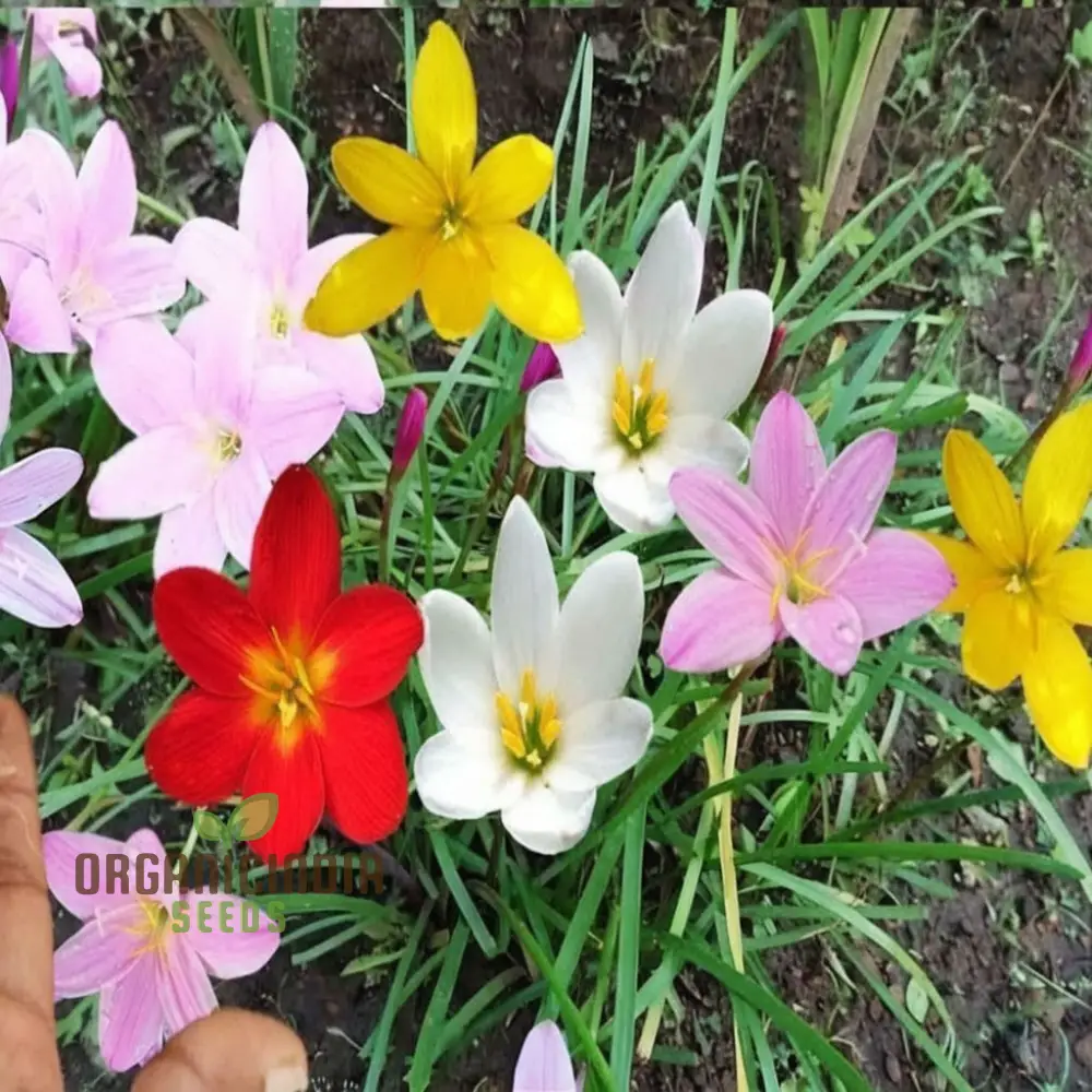 Zephyranthes Flower Bulb Outdoor Summer Garden Perennial Rain Lily Bulbs (3 Bulbs for Planting)