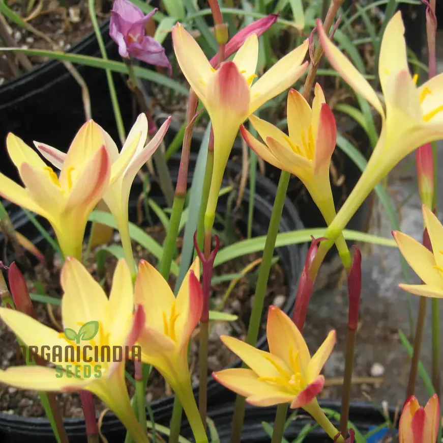 Zephyranthes Primulina Seeds - Exquisite Rain Lily for Your Garden Blooms