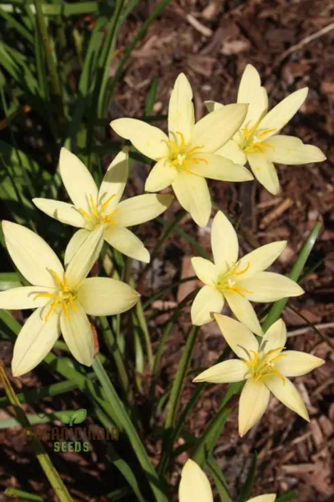 Zephyranthes Primulina Seeds - Exquisite Rain Lily for Your Garden Blooms - Image 3