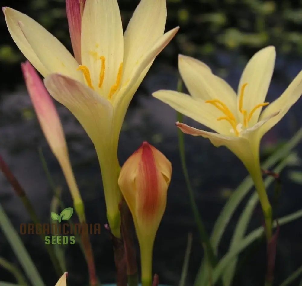 Zephyranthes Primulina Seeds - Exquisite Rain Lily for Your Garden Blooms - Image 4