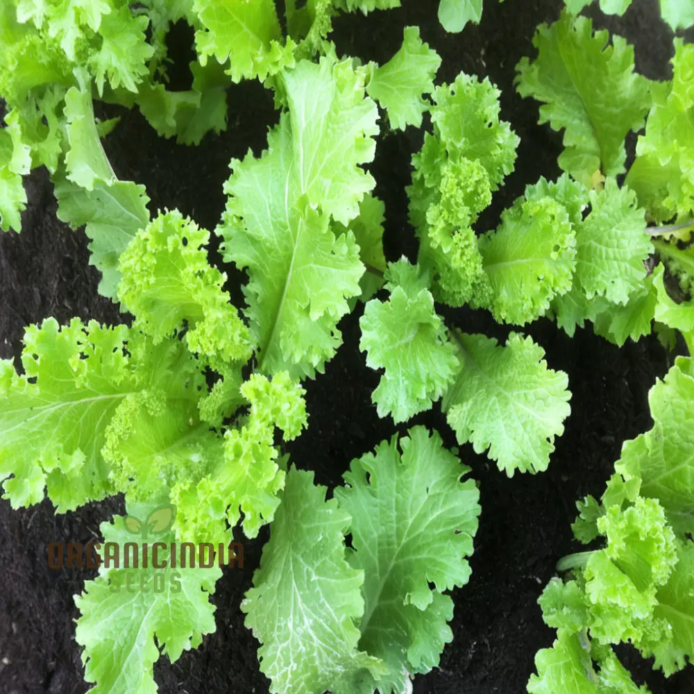 Zesty Brassica Bounty Juncea Vegetable Seeds for Home Gardening Delight