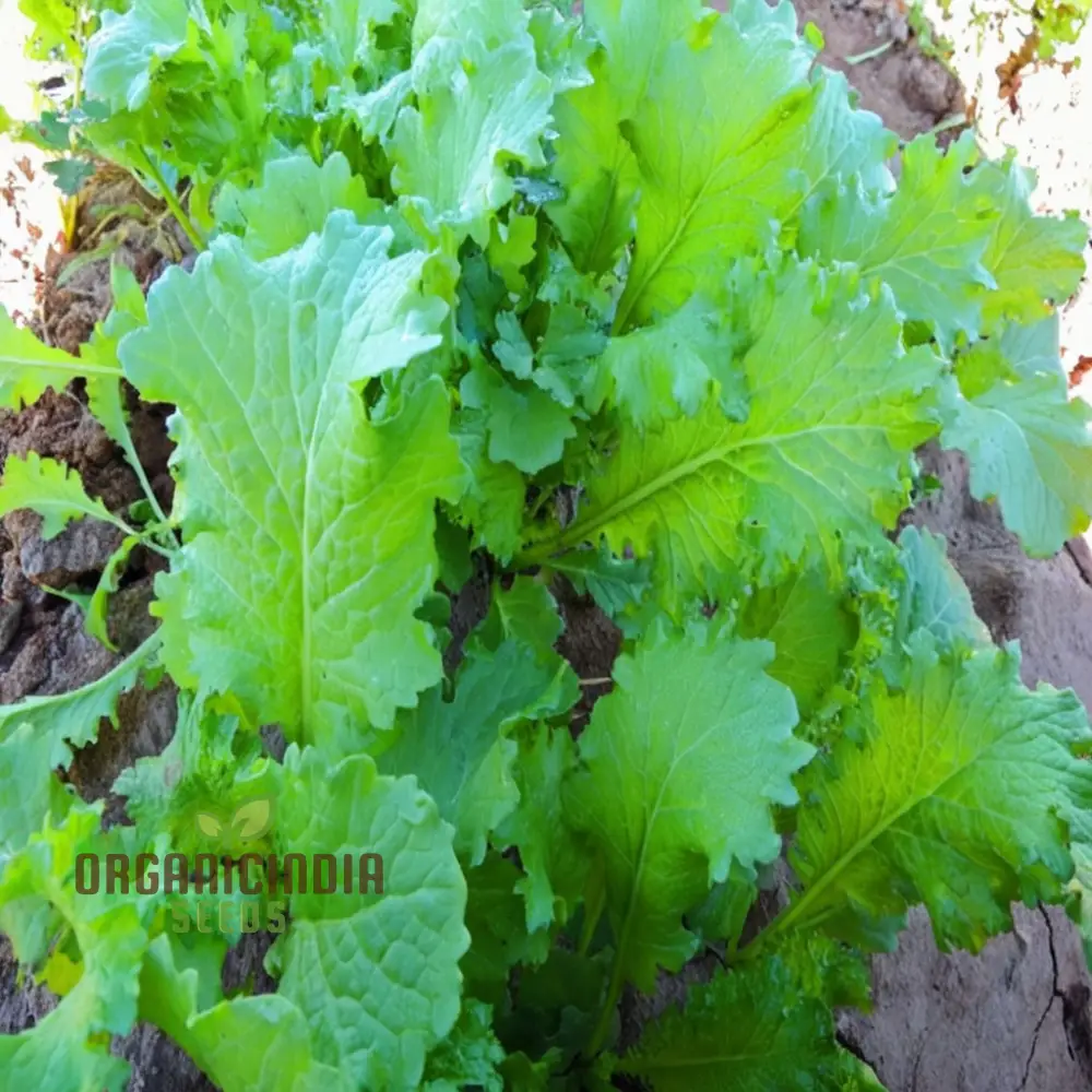 Zesty Brassica Bounty Juncea Vegetable Seeds for Home Gardening Delight - Image 3