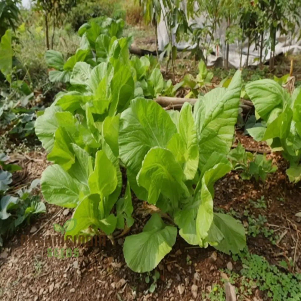 Zesty Brassica Bounty Juncea Vegetable Seeds for Home Gardening Delight - Image 4