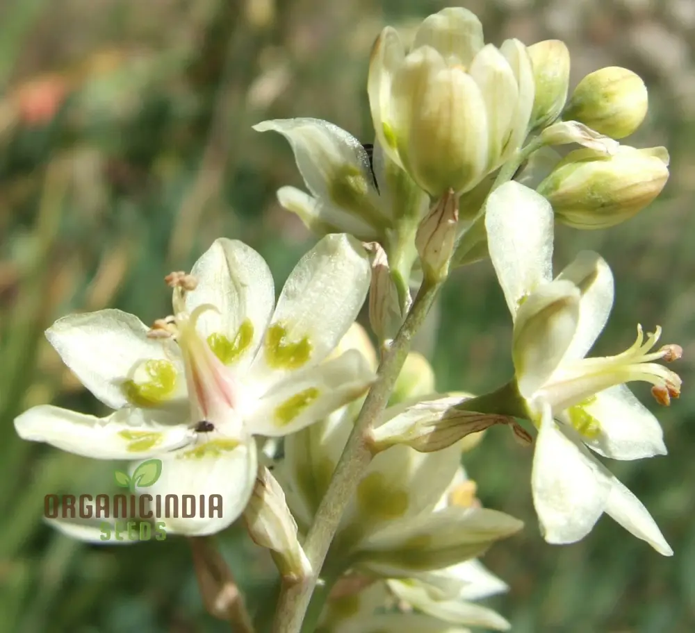 Zigadenus Elegans Seeds for Planting - Premium Quality, Easy to Grow, and Perfect for Your Garden
