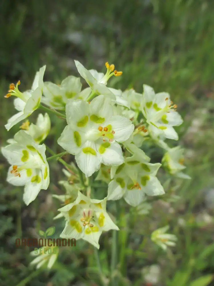 Zigadenus Elegans Seeds for Planting - Premium Quality, Easy to Grow, and Perfect for Your Garden - Image 3