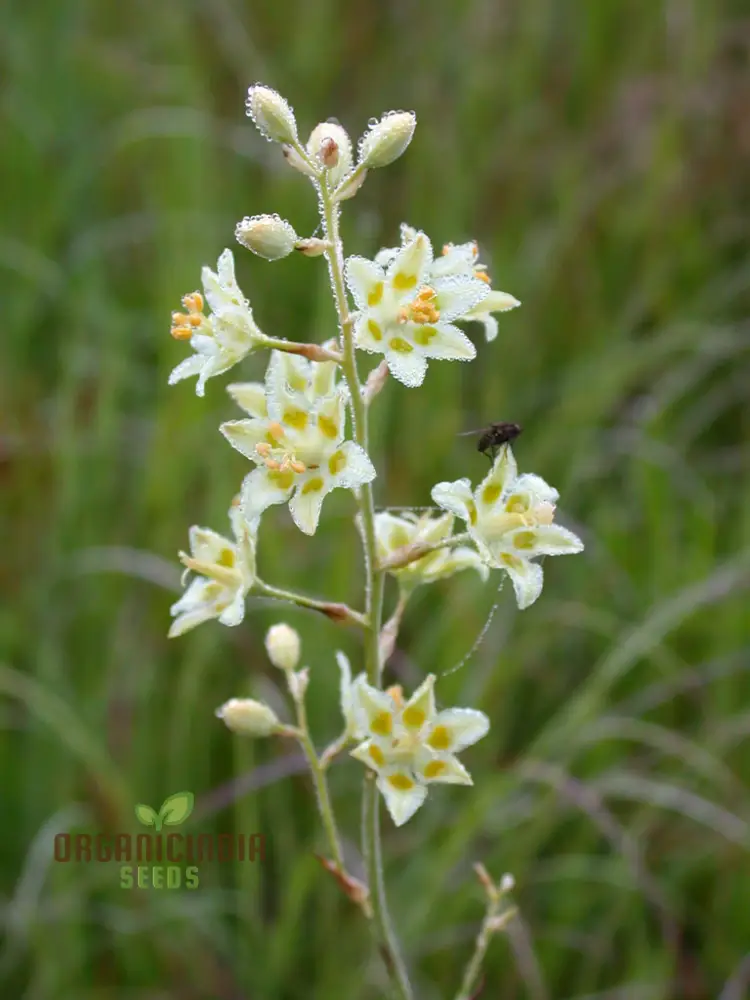 Zigadenus Elegans Seeds for Planting - Premium Quality, Easy to Grow, and Perfect for Your Garden - Image 4