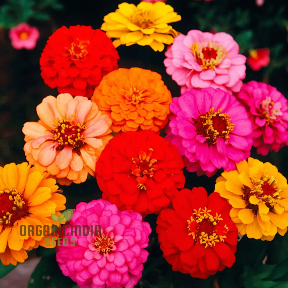Zinnia Double Mixed Flower Seeds for Vibrant Blooms, Premium Flower Seeds for Planting & Gardening