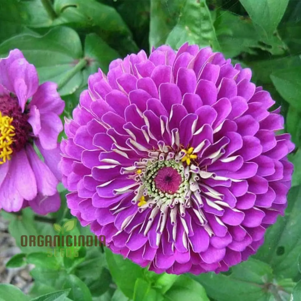 Zinnia Elegans Purple Flower Seeds - Vibrant, Easy-to-Grow Blooms for Stunning Garden