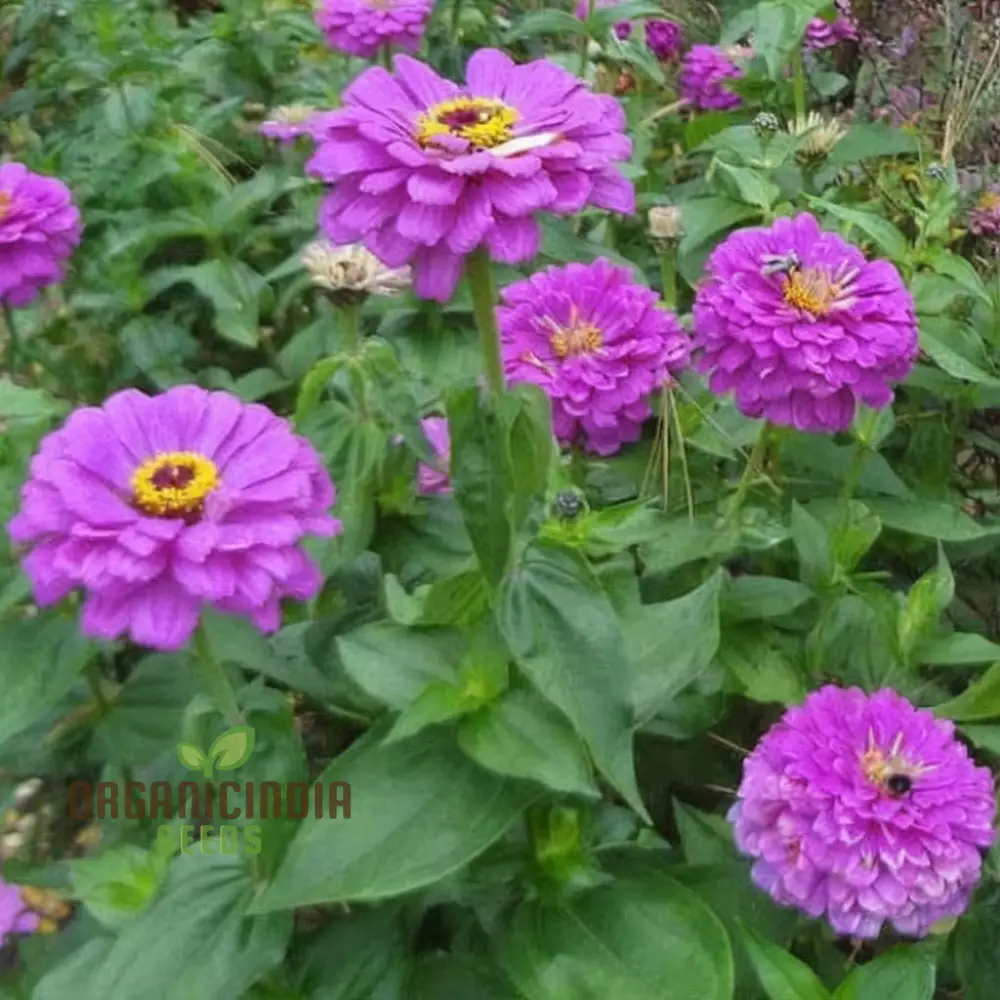 Zinnia Elegans Purple Flower Seeds - Vibrant, Easy-to-Grow Blooms for Stunning Garden - Image 3