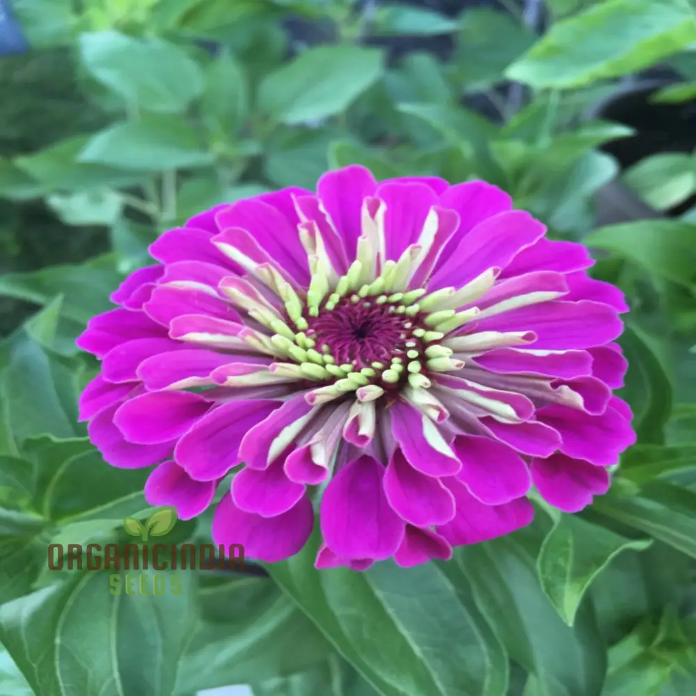 Zinnia Elegans Purple Flower Seeds - Vibrant, Easy-to-Grow Blooms for Stunning Garden - Image 4