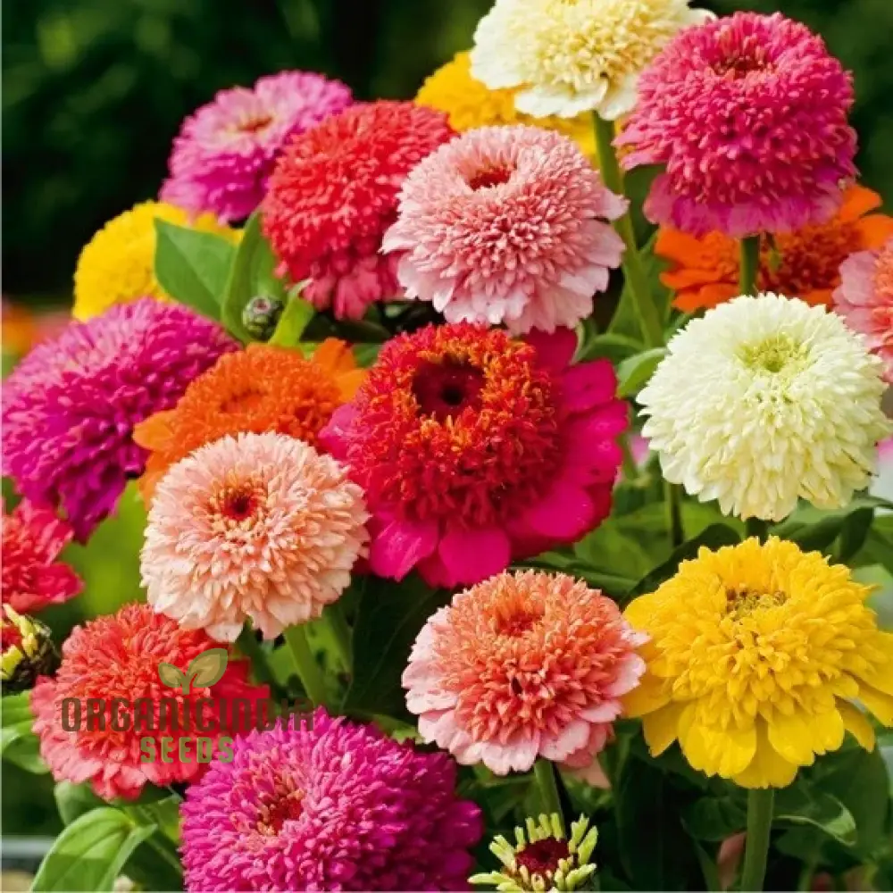 Zinnia Elegans Scabiosa Mix Seeds – Pin Cushion Style Blooms