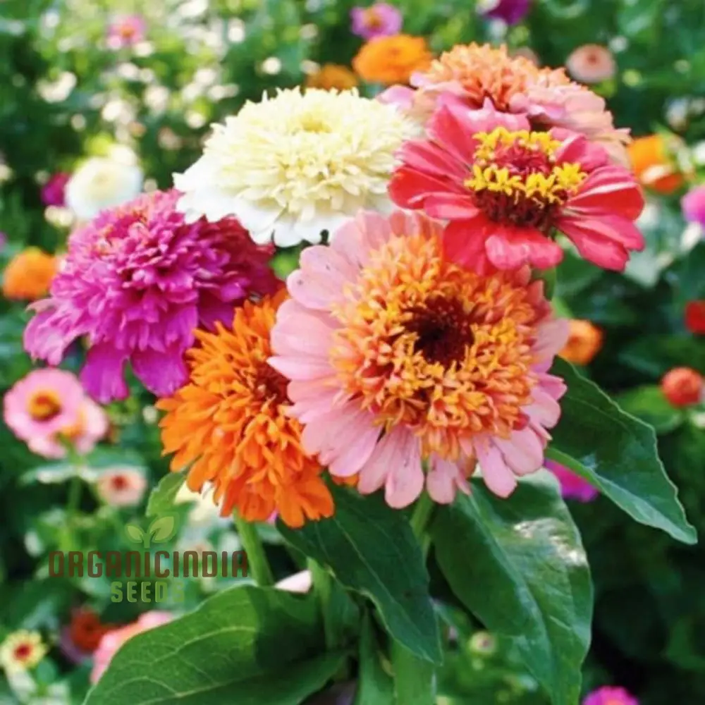 Zinnia Elegans Scabiosa Mix Seeds – Pin Cushion Style Blooms - Image 3