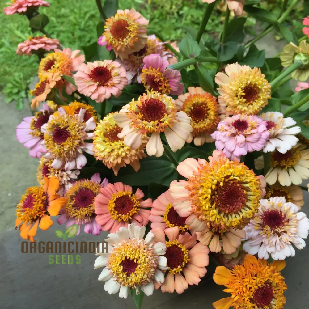 Zinnia Elegans Scabiosa Mix Seeds – Pin Cushion Style Blooms - Image 4