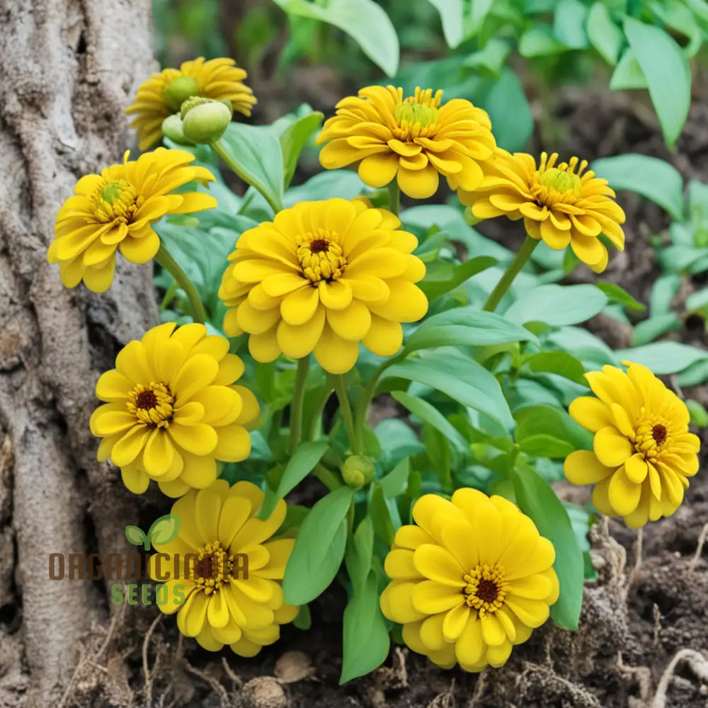 Sky Blue Yellow Zinnia Seeds Colorful Blooms Galore: Assortment for Your Garden Delight - Image 3