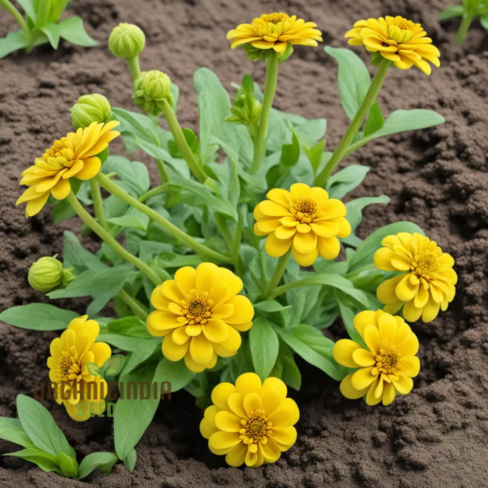 Sky Blue Yellow Zinnia Seeds Colorful Blooms Galore: Assortment for Your Garden Delight - Image 4