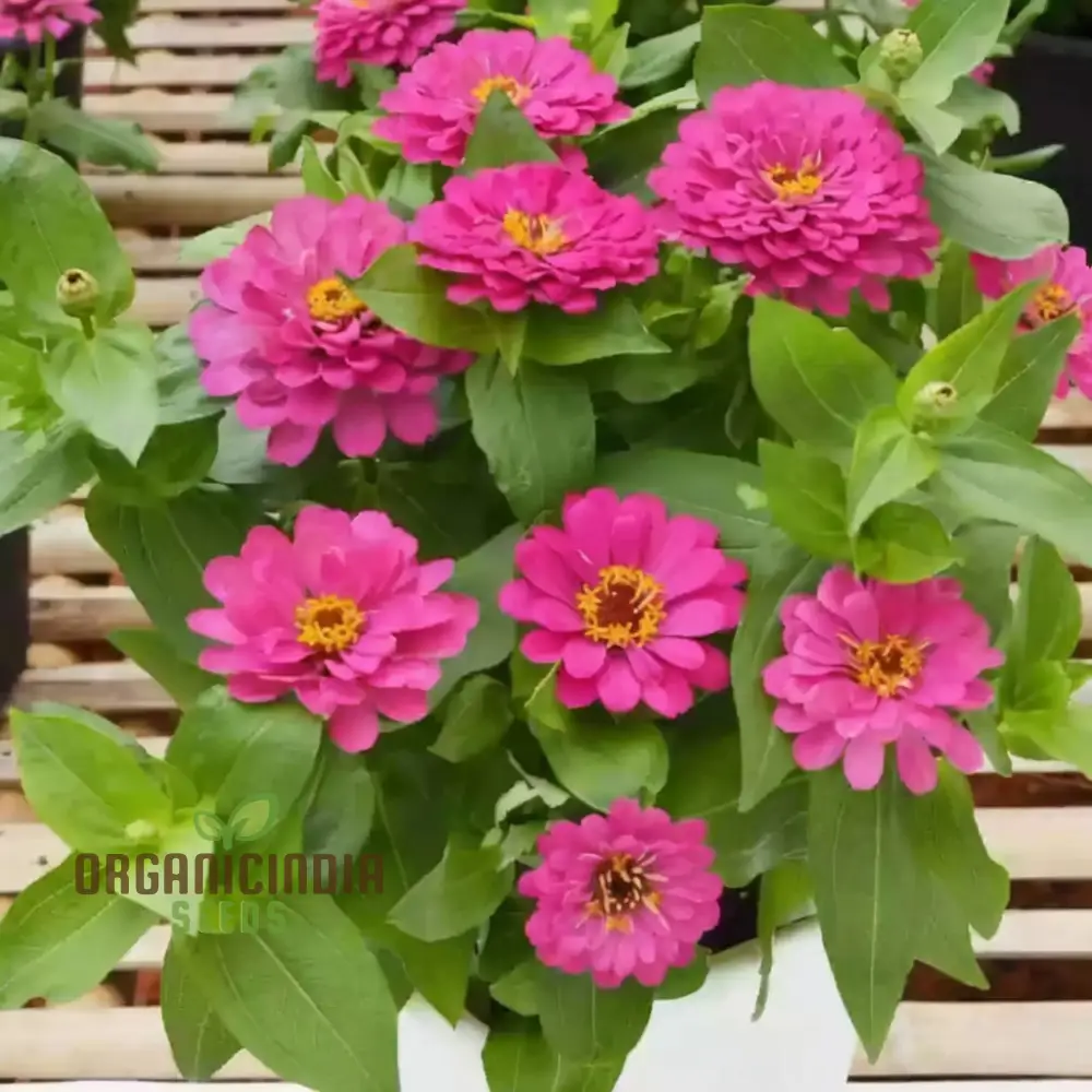 Zinnia Imported Dark Pink Flower Seeds, High Germination, Vibrant Blooms for Gardens