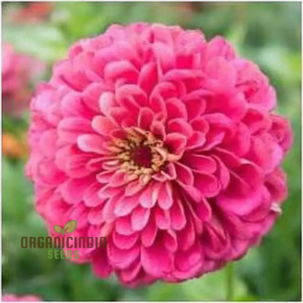 Zinnia Imported Dark Pink Flower Seeds, High Germination, Vibrant Blooms for Gardens - Image 3