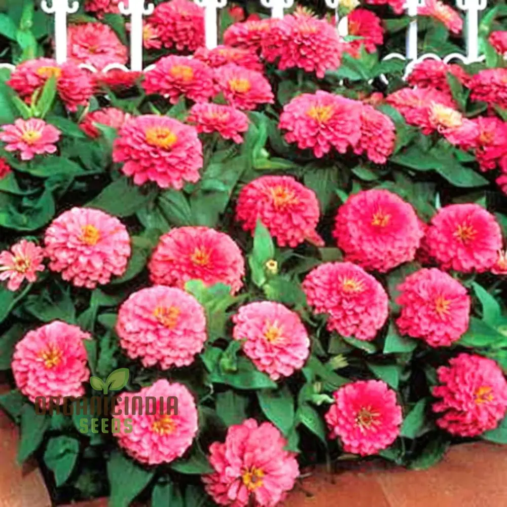 Zinnia Imported Dark Pink Flower Seeds, High Germination, Vibrant Blooms for Gardens - Image 4