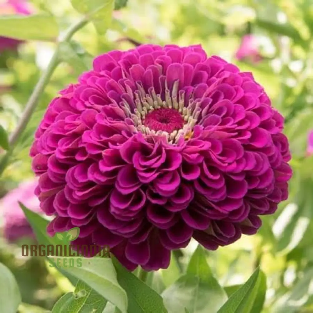 Zinnia Imported Flower Seeds - Purple | Perfect for Gardening Enthusiasts | High-Quality Seeds for Vibrant Blooms - Image 3