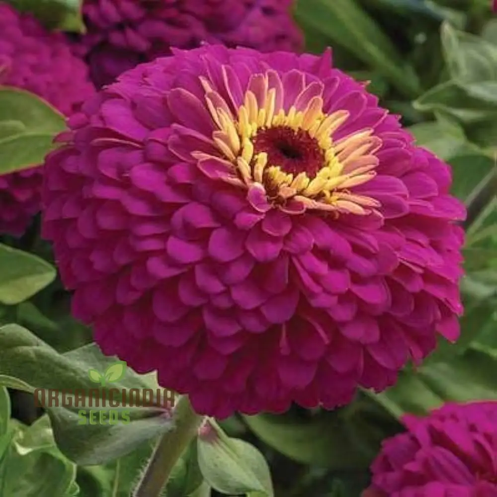 Zinnia Imported Flower Seeds - Purple | Perfect for Gardening Enthusiasts | High-Quality Seeds for Vibrant Blooms - Image 4