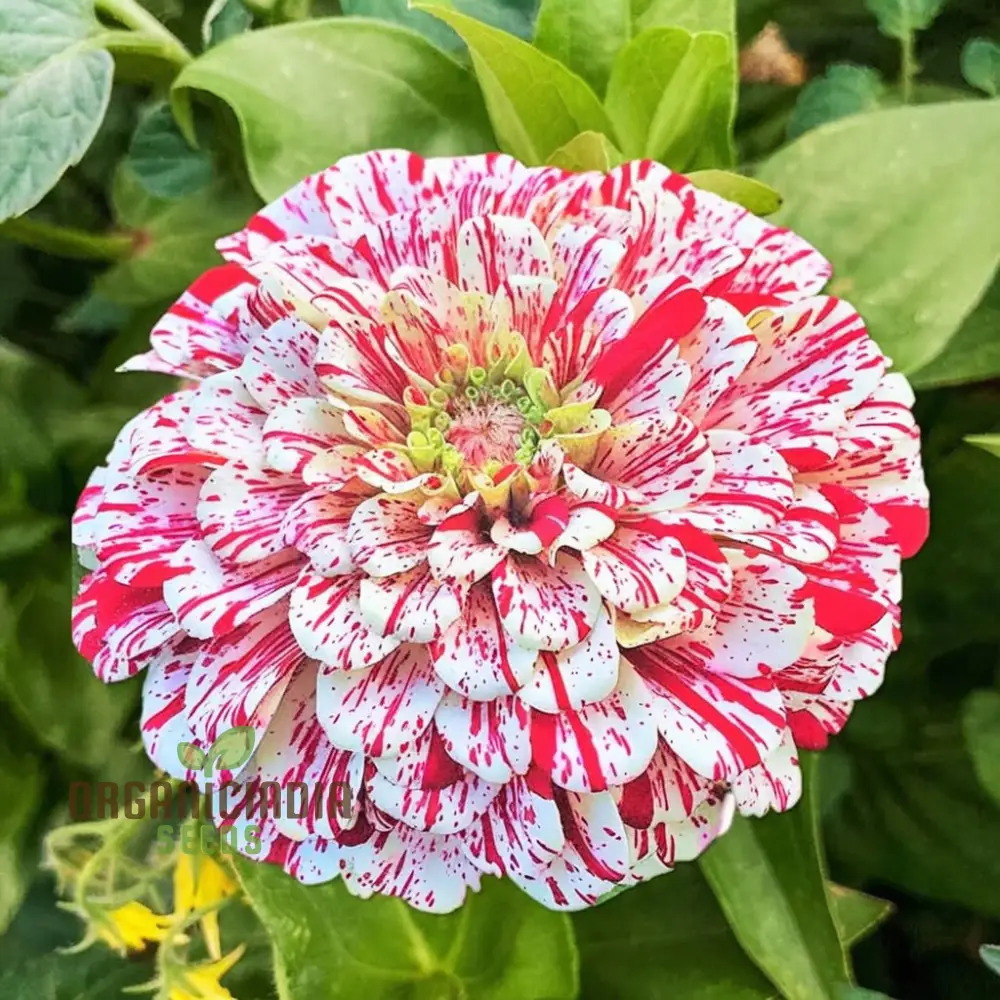 Zinnia Imported Strip red Flower Seeds, Vibrant Colors, Long Blooming Season, for Garden