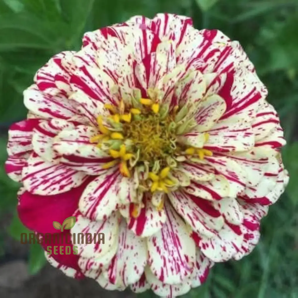 Zinnia Imported Strip red Flower Seeds, Vibrant Colors, Long Blooming Season, for Garden - Image 3