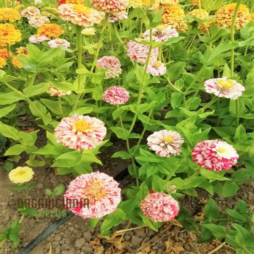 Zinnia Imported Strip red Flower Seeds, Vibrant Colors, Long Blooming Season, for Garden - Image 4