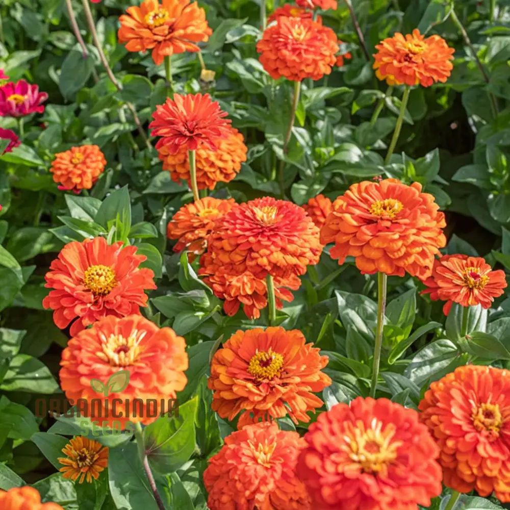 Zinnia Orange King Flower Seeds, Vibrant Blooms, Easy to Grow, Adds Cheer to Your Garden - Image 3