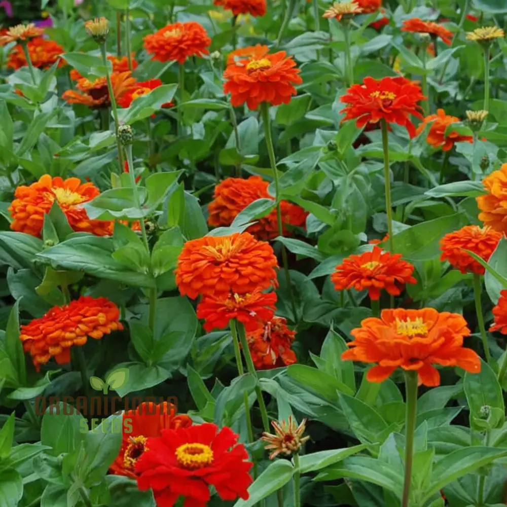 Zinnia Orange King Flower Seeds, Vibrant Blooms, Easy to Grow, Adds Cheer to Your Garden - Image 4