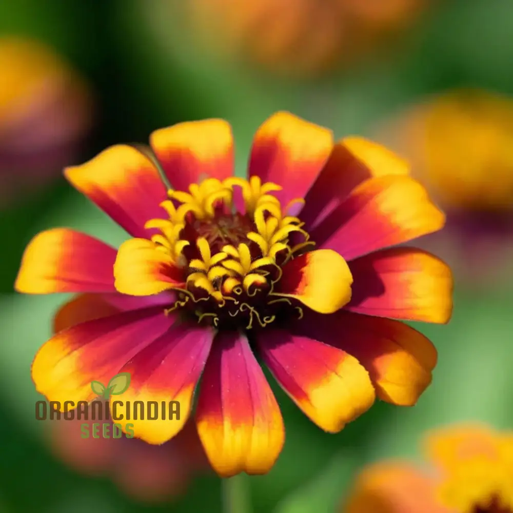 Zinnia Persian Carpet Mixed Flower Seeds, Create a Tapestry of Vibrant Blooms for Your Garden - Image 3