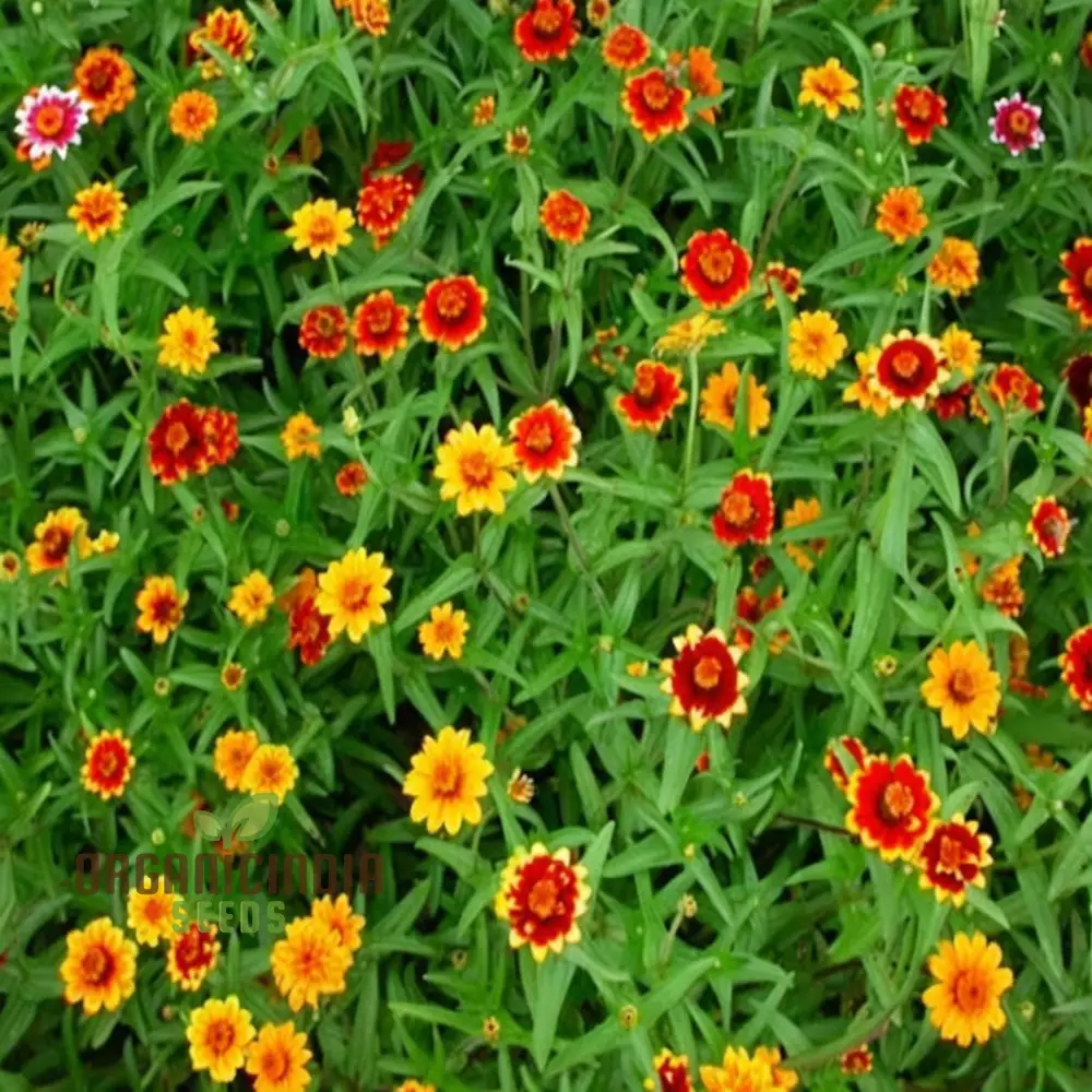 Zinnia Persian Carpet Mixed Flower Seeds, Create a Tapestry of Vibrant Blooms for Your Garden - Image 4