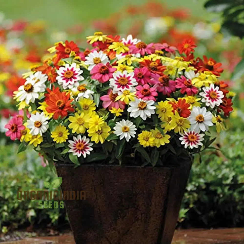 Zinnia Seeds – Raspberry Lemonade Variety for Colorful Garden Blooms - Image 3
