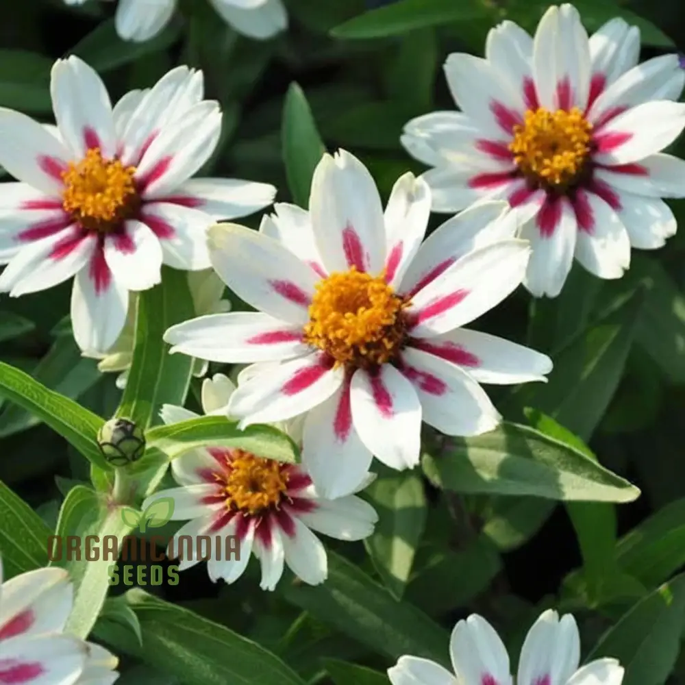 Zinnia Zahara Rose Flower Seeds: Premium Quality, Grow Your Garden with Vibrant Colorful Blooms and Easy Planting