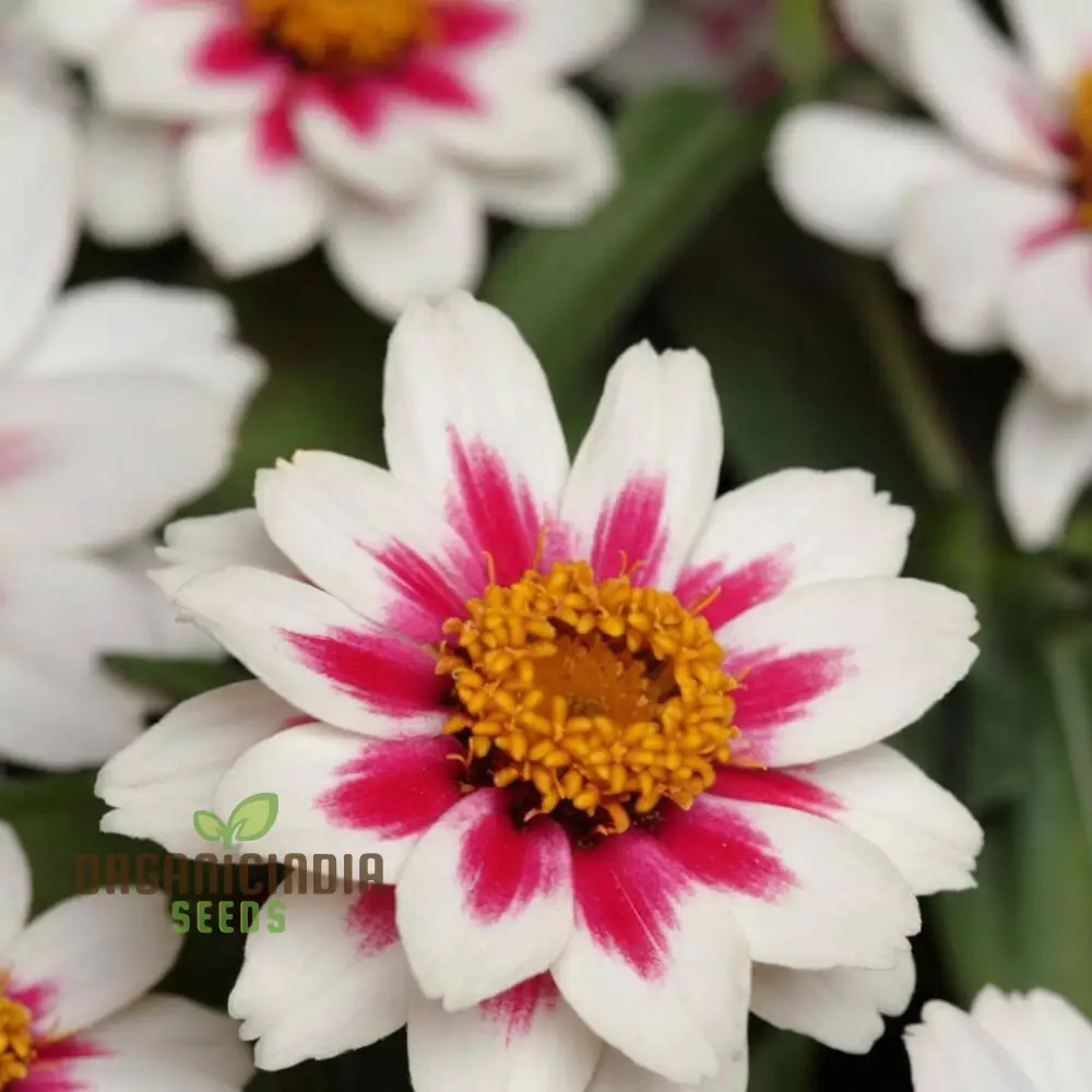 Zinnia Zahara Rose Flower Seeds: Premium Quality, Grow Your Garden with Vibrant Colorful Blooms and Easy Planting - Image 3