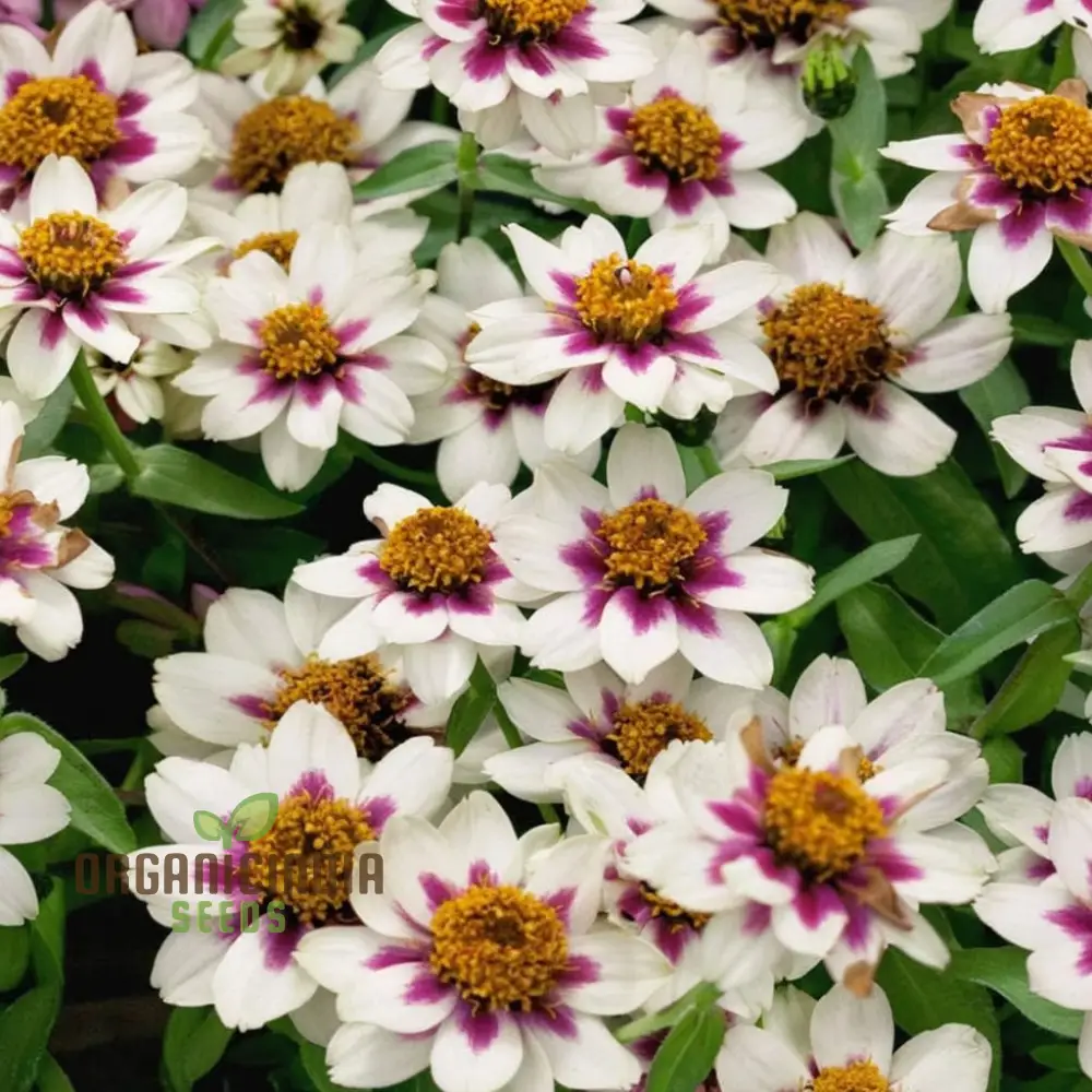 Zinnia Zahara Rose Flower Seeds: Premium Quality, Grow Your Garden with Vibrant Colorful Blooms and Easy Planting - Image 4