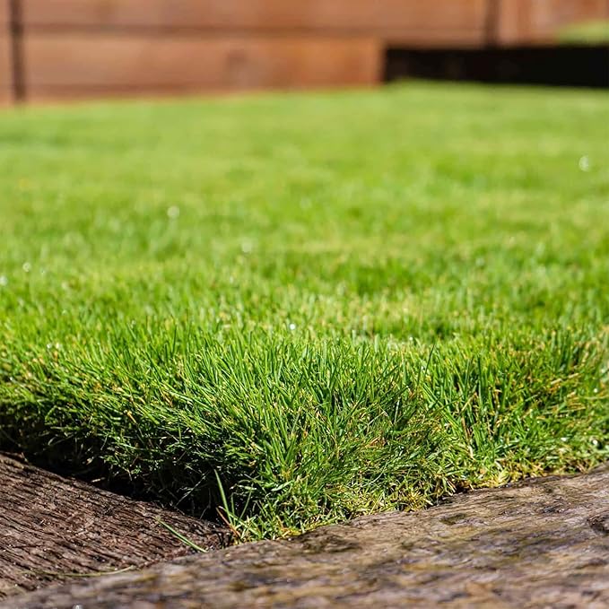 Zoysia Grass Seeds – Premium Turf Grass for Lawns, Golf Courses & Landscaping - Image 2